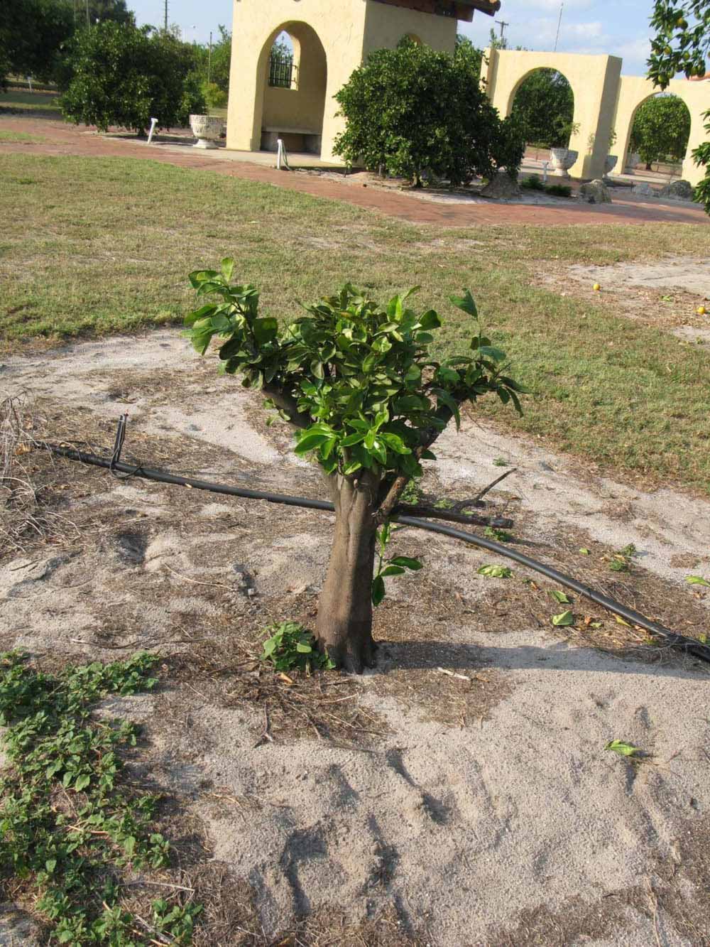            Habit (Succari, Winter Haven, FL)   